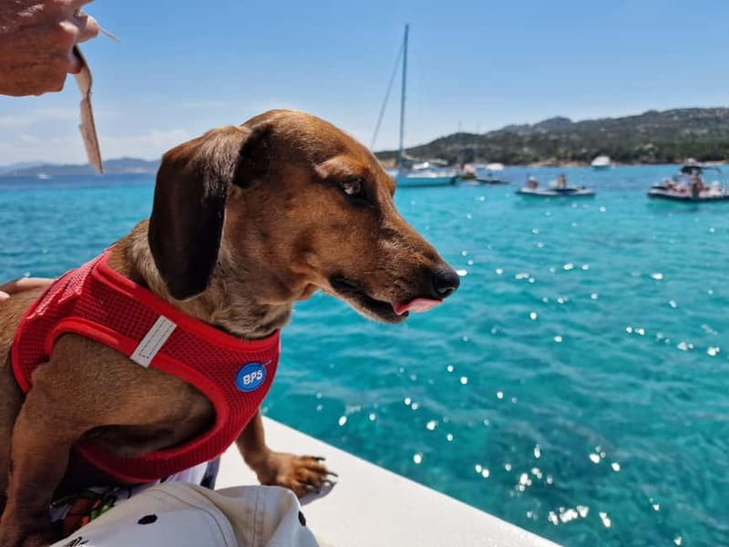 Palau: La Maddalena Archipelago Comfort Boat Tour with Stops - Boat comfort that you feel: shade, sun, and room to move