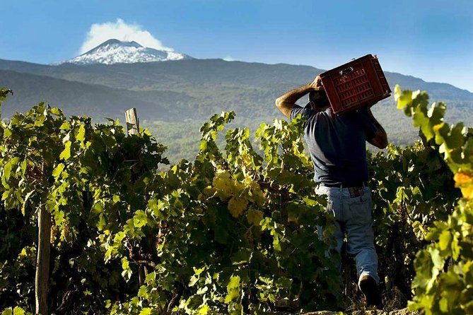Private 6-Hour Tour of Three Etna Wineries with food&wine tasting - A Private Mount Etna Wine Day, what you are really buying