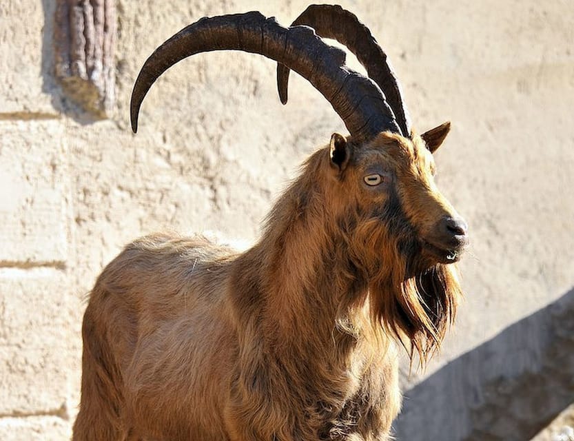 Rome: Bioparco di Roma Zoological Garden Entry Ticket - How much time you really need, and why pace matters