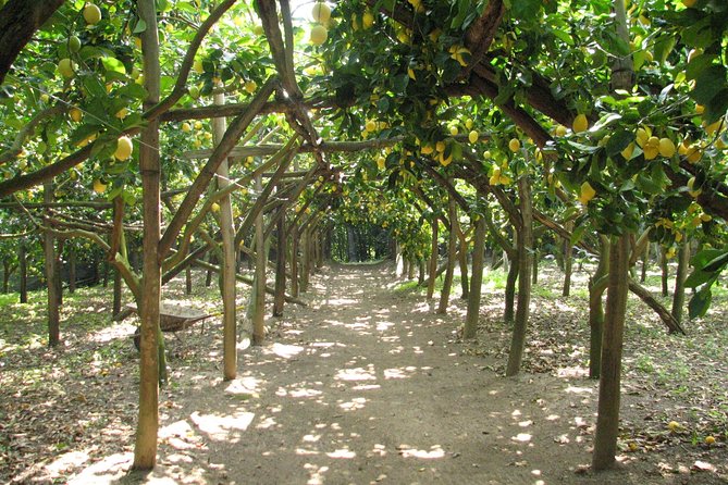 Sorrento Farm and Food Experience including Olive Oil, Limoncello, Wine tasting - Key Highlights You Will Feel From the Start