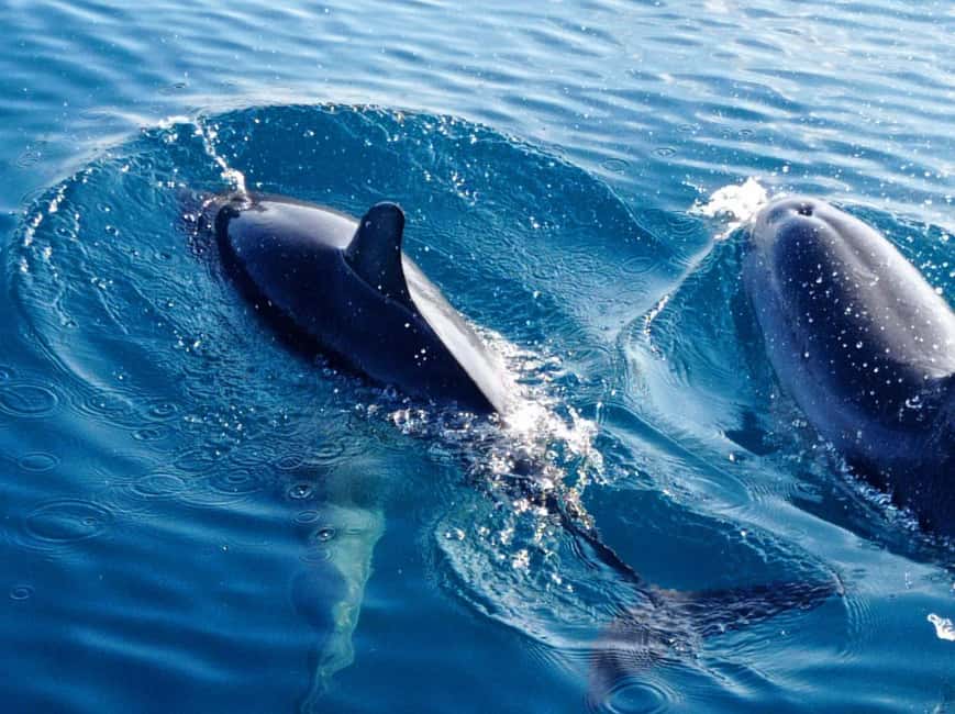 Sunset tour in search of dolphins with aperitif - Should You Book This Dolphin Sunset Tour?