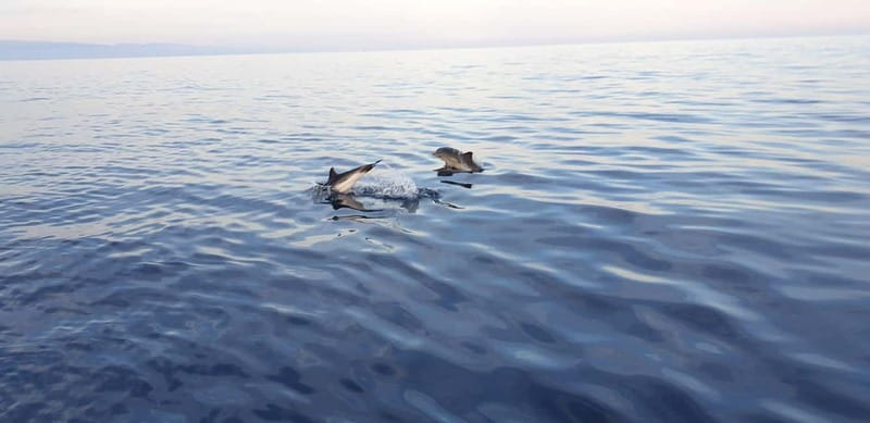 Sunset tour in search of dolphins with aperitif - Sunset Dolphin Search, Hosted Style, in About 3 Hours