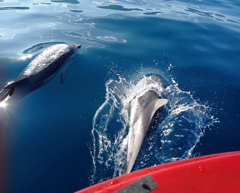 Sunset tour in search of dolphins with aperitif - The Swim Stop: Clear Water, Short Time, Bring Your Own Gear