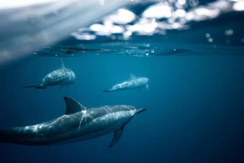 Taormina: Sunset Boat Tour with Dolphin Watching & Aperitif - The Real Appeal: Sunset, Caves, and a Dolphin Hunt