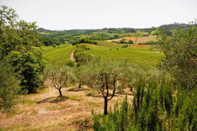 Tuscany Day Trip from Florence: Siena, San Gimignano, Pisa and Lunch at a Winery